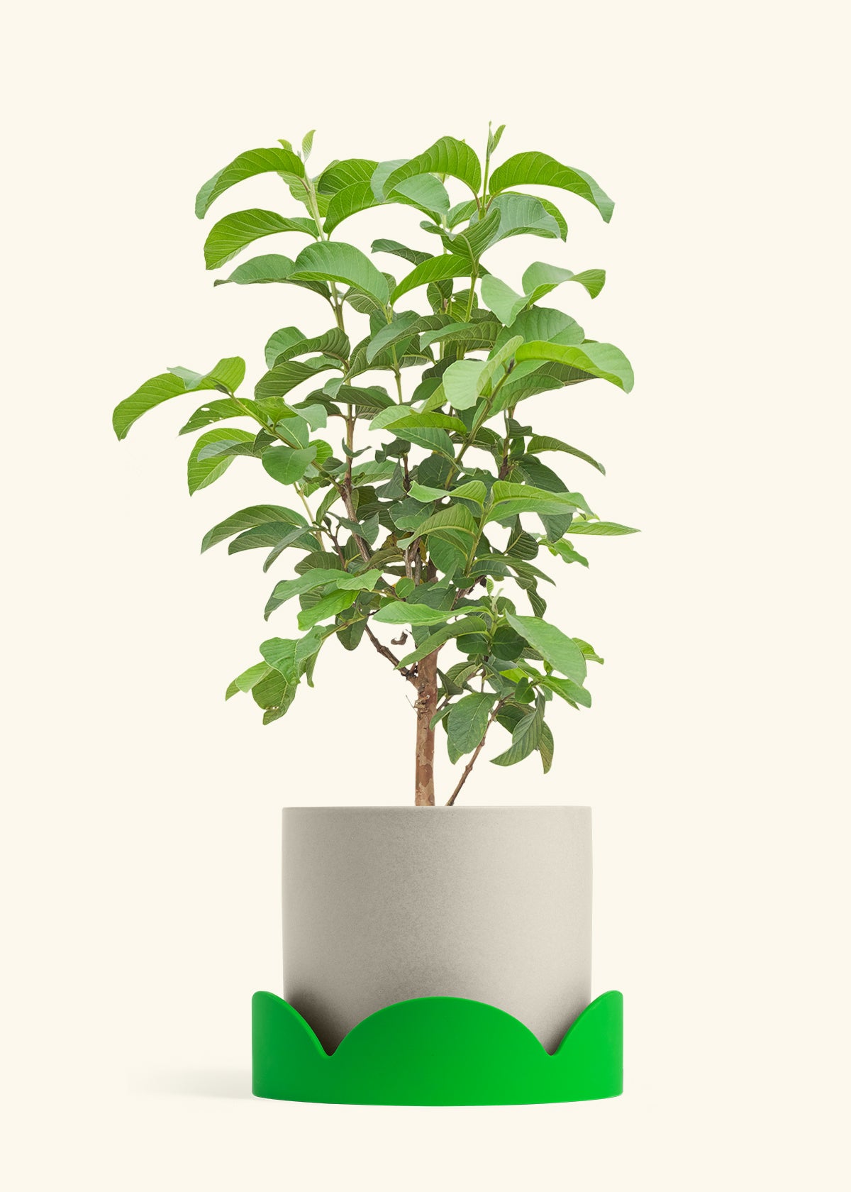 Guava Tree in a 10 inches Oat Classic Cylinder Planter in a Shamrock Petal Drip Tray