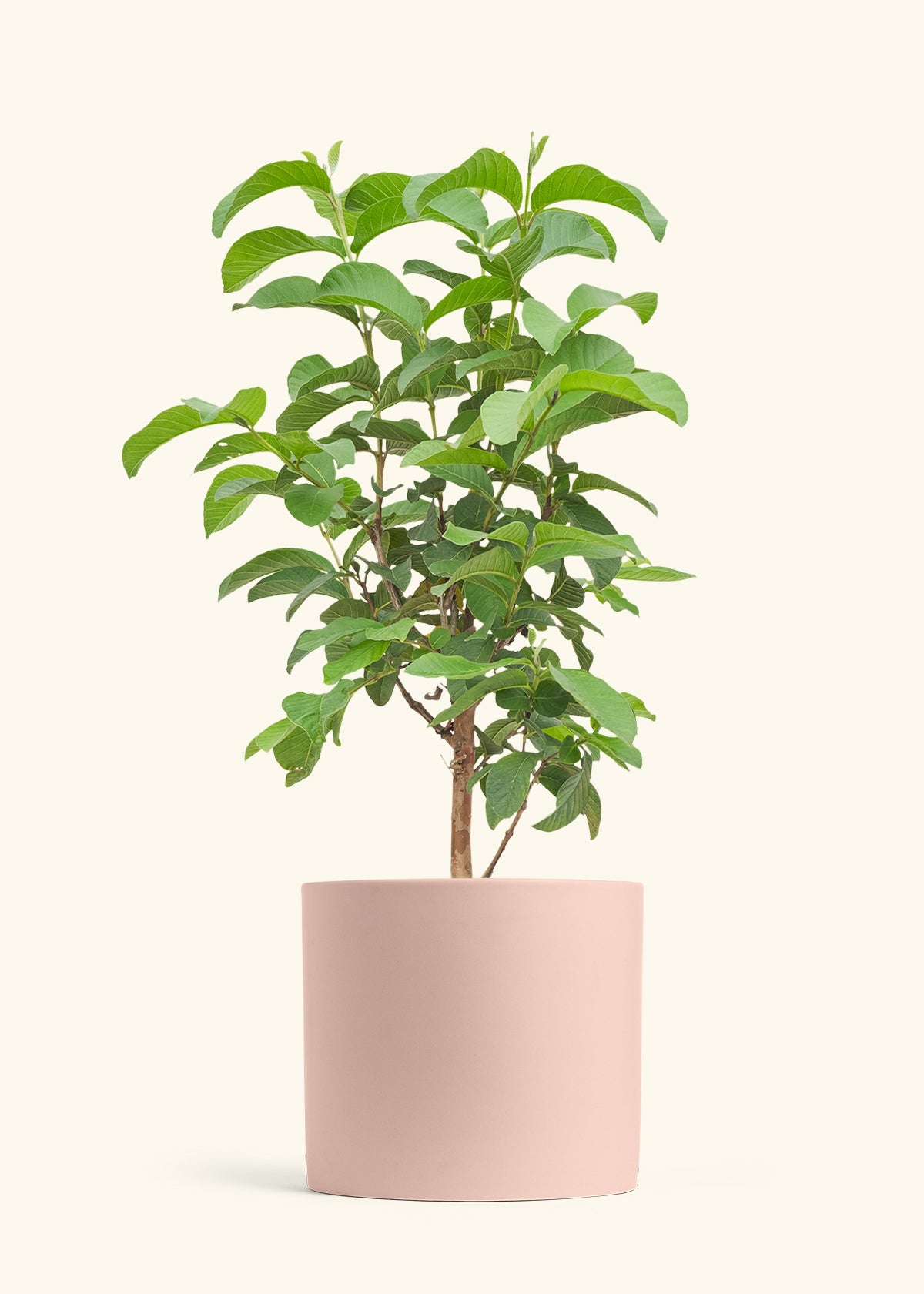 Guava Tree in a 10 inches Pink Classic Cylinder Planter in a Oat Petal Drip Tray