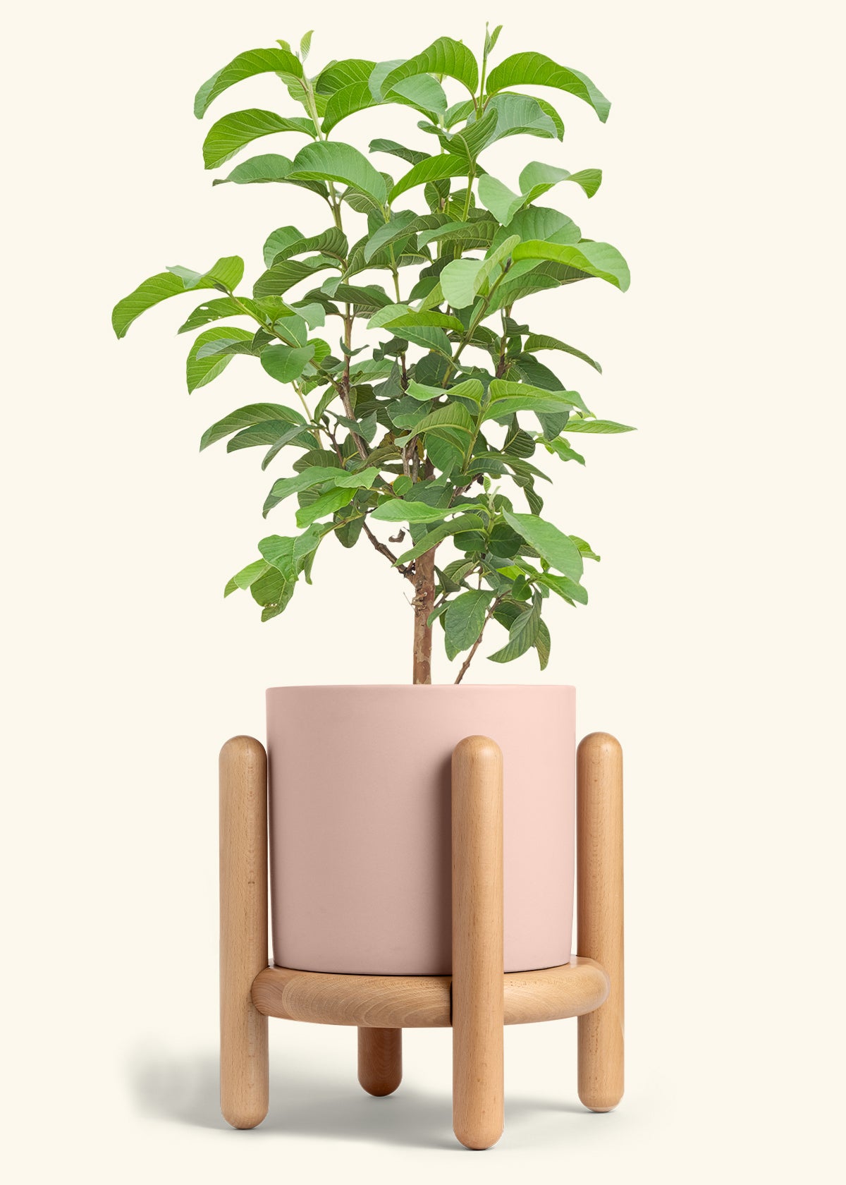 Guava Tree in a 10 inches Pink Classic Cylinder Planter in a Beech Wood Stand