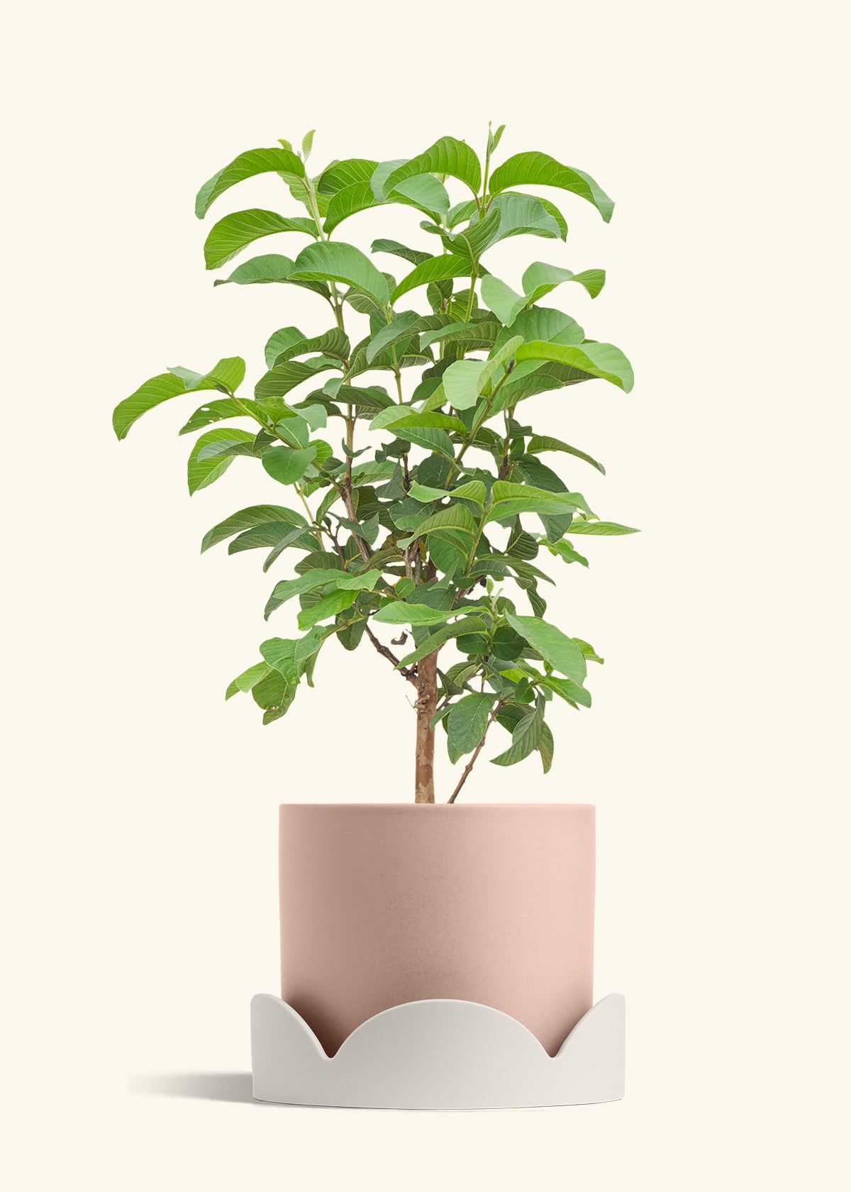 Guava Tree in a 10 inches Pink Classic Cylinder Planter in a Shamrock Petal Drip Tray
