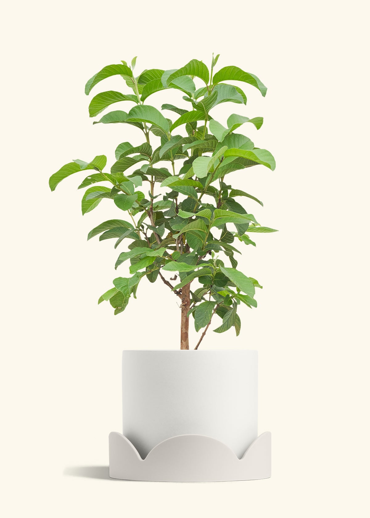 Guava Tree in a 10 inches White Classic Cylinder Planter in a Oat Petal Drip Tray