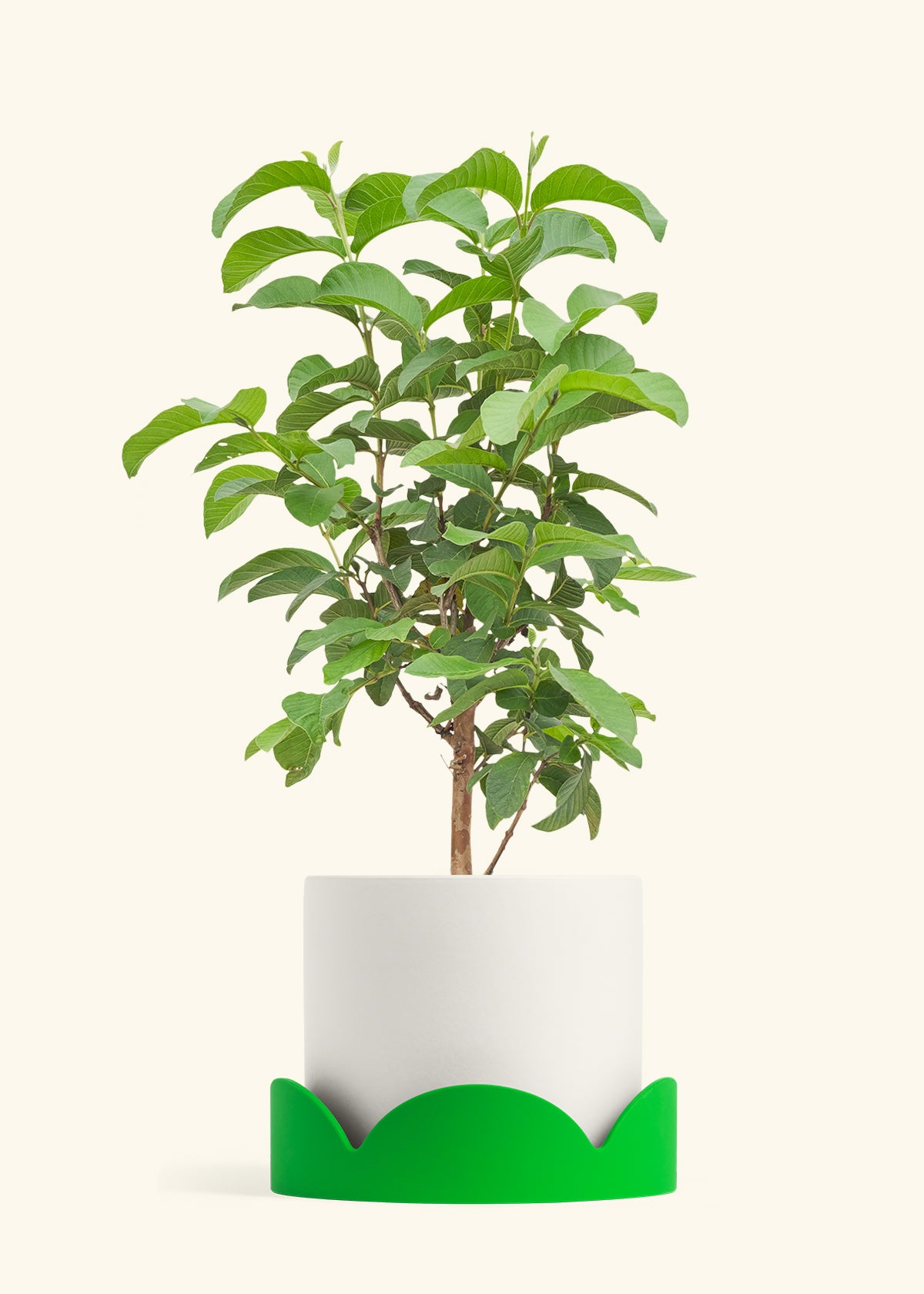 Guava Tree in a 10 inches White Classic Cylinder Planter in a Shamrock Petal Drip Tray