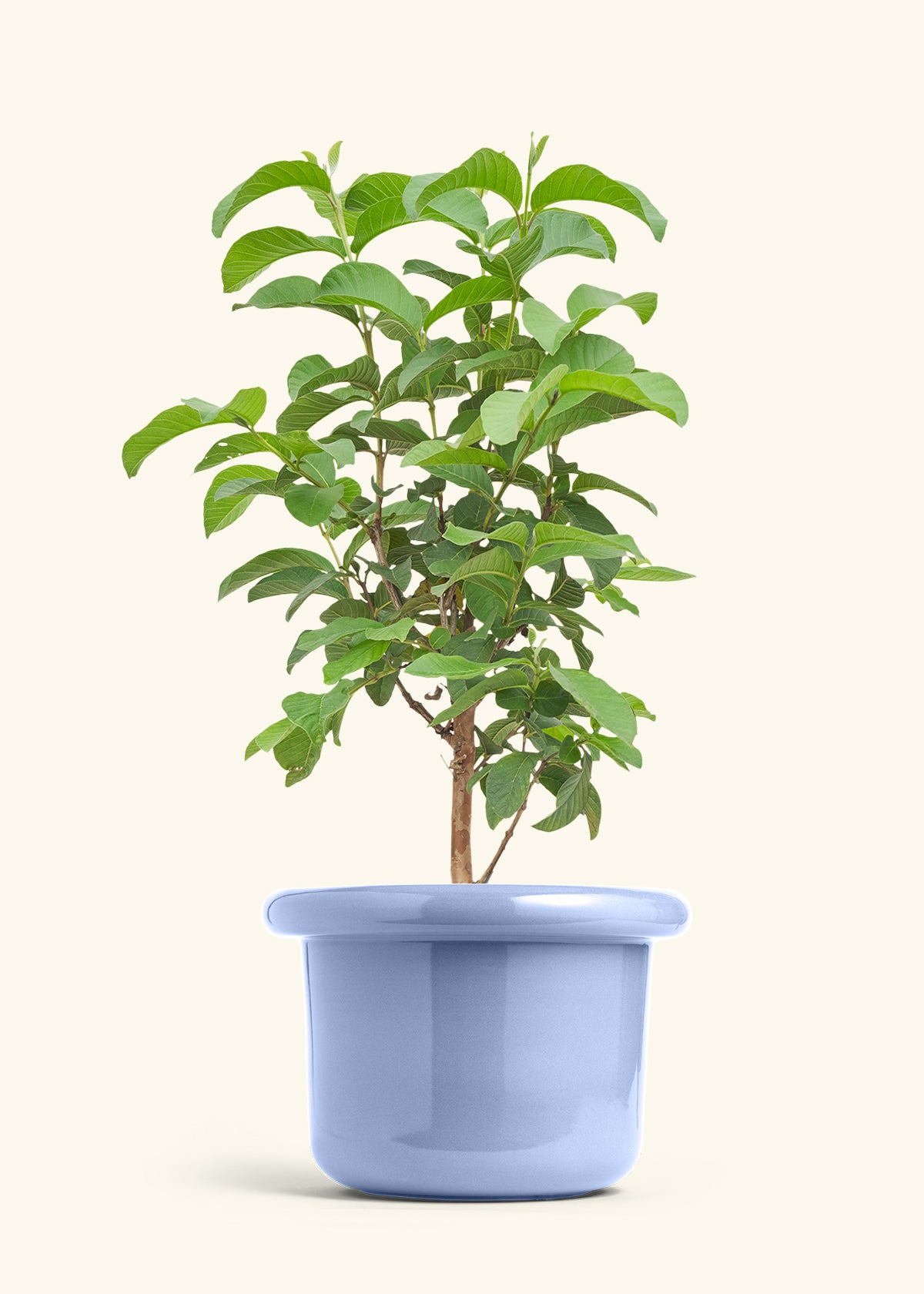Guava Tree in a 10 inches Fat Lip Blue Planter 