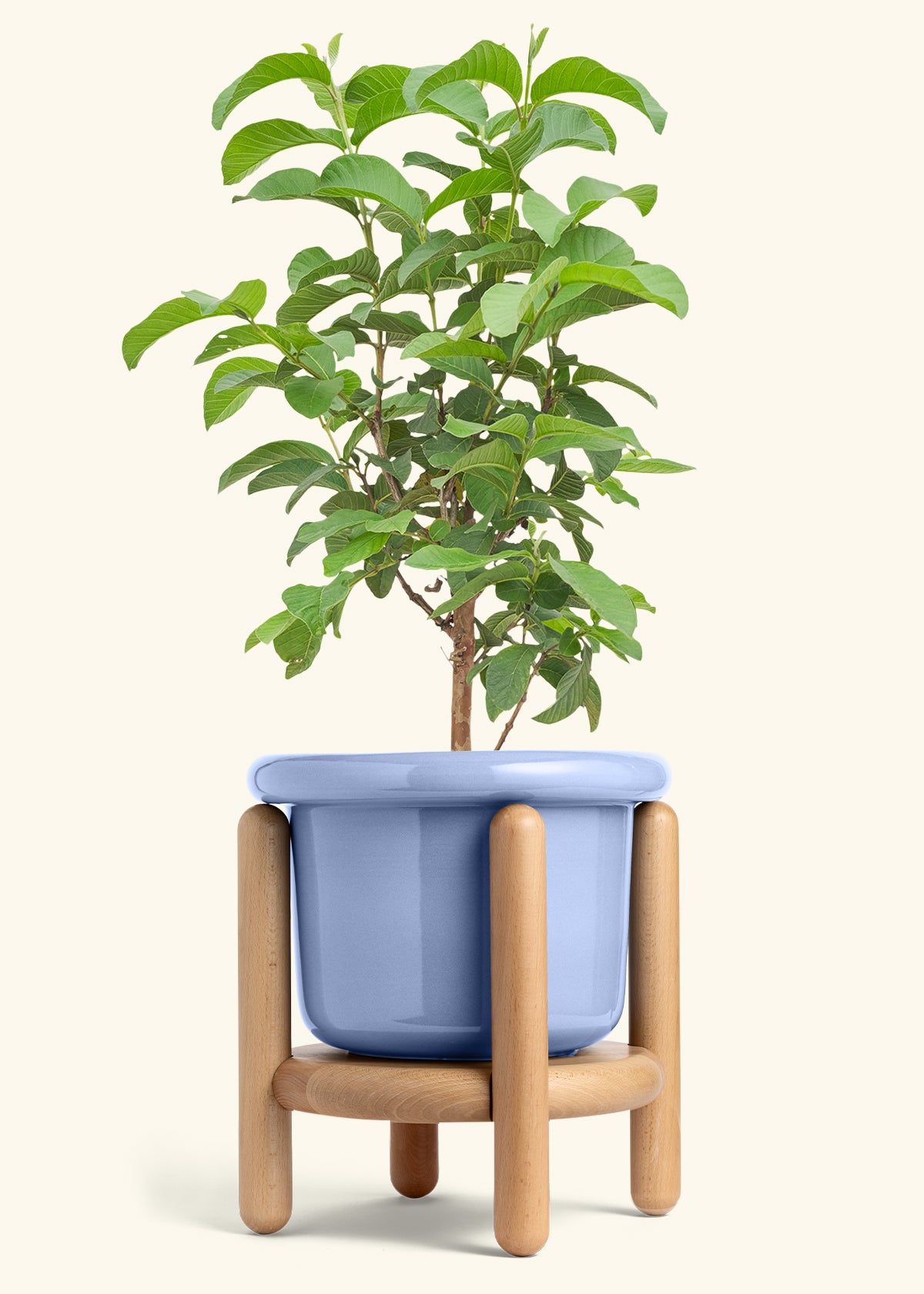Guava Tree in a 10 inches Fat Lip Blue Planter in a Beech Wood Stand