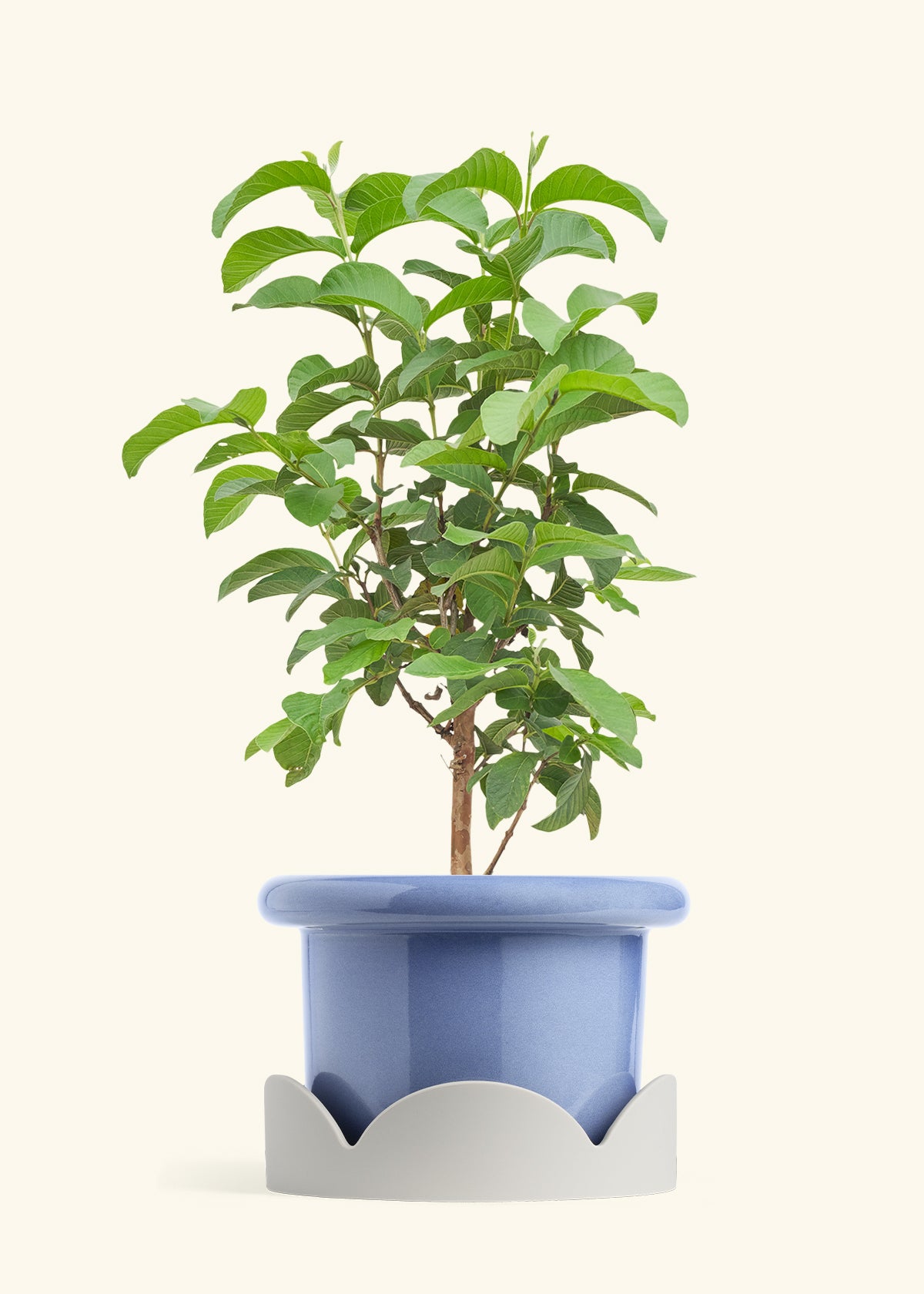 Guava Tree in a 10 inches Fat Lip Blue Planter in a Oat Petal Drip Tray