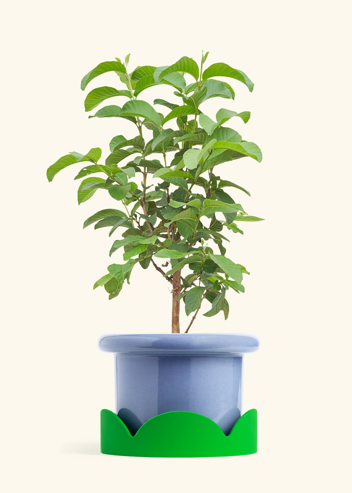 Guava Tree in a 10 inches Fat Lip Blue Planter in a Shamrock Petal Drip Tray