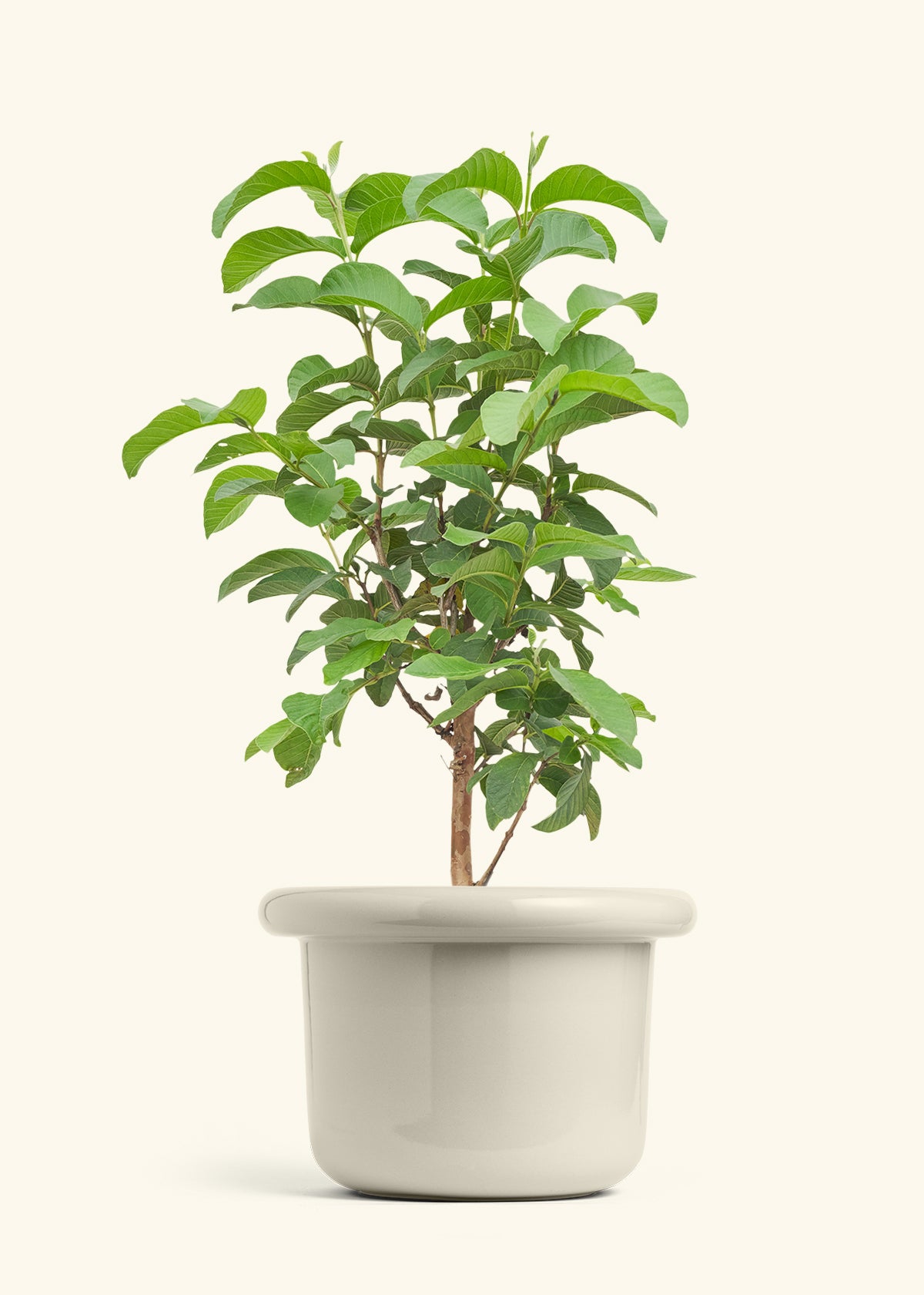 Guava Tree in a 10 inches Fat Lip Oat Planter 