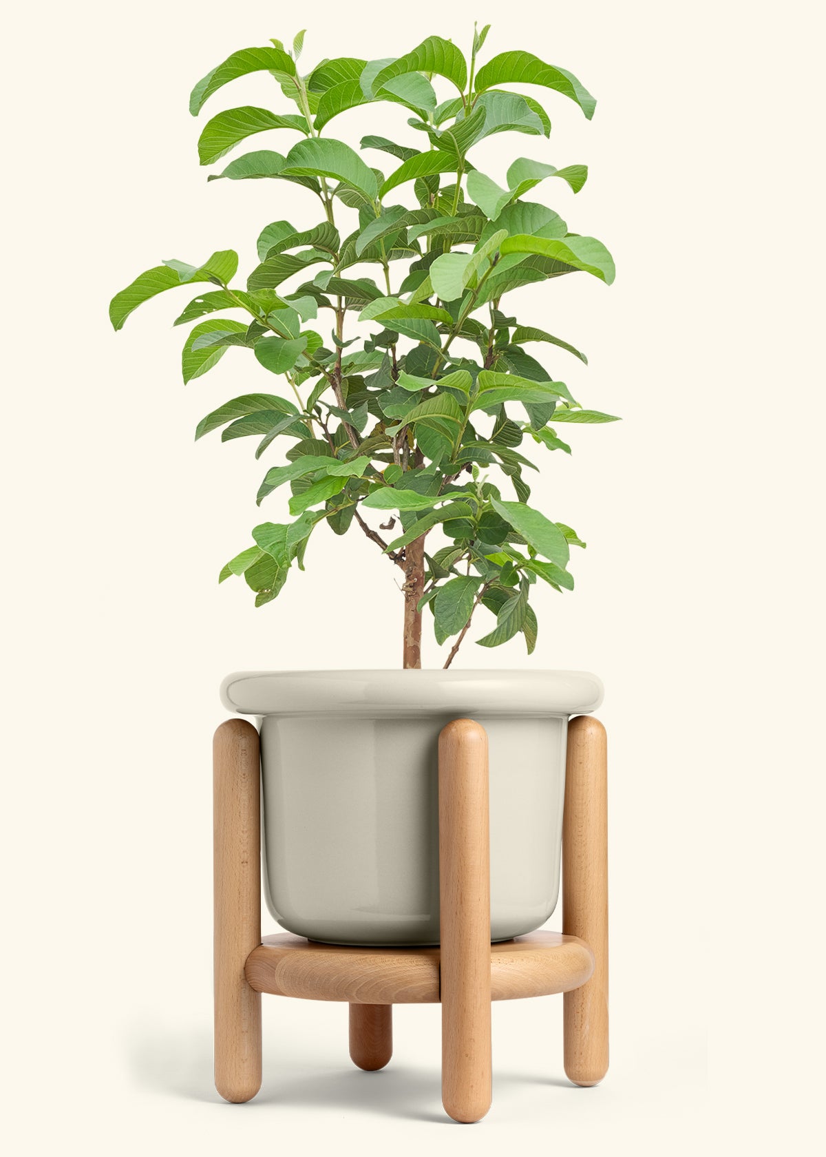 Guava Tree in a 10 inches Fat Lip Oat Planter in a Beech Wood Stand