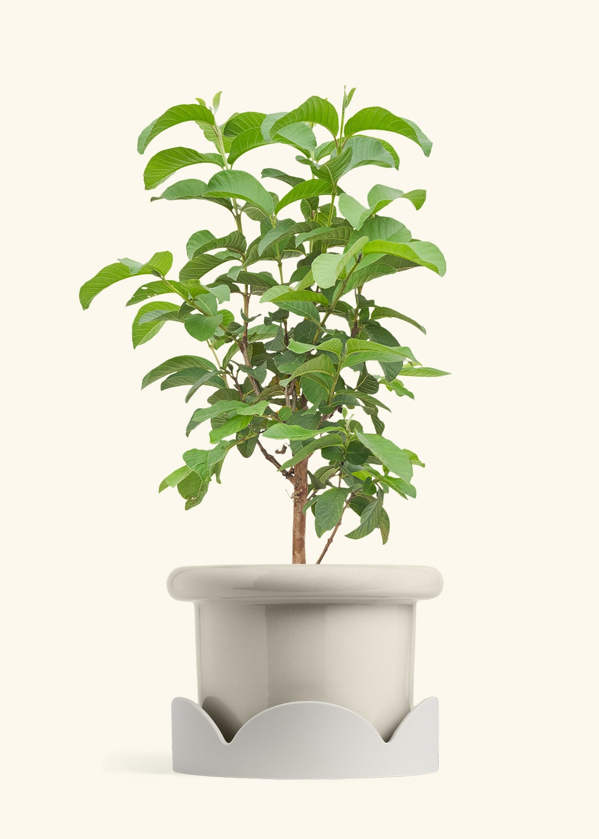 Guava Tree in a 10 inches Fat Lip Oat Planter in a Oat Petal Drip Tray
