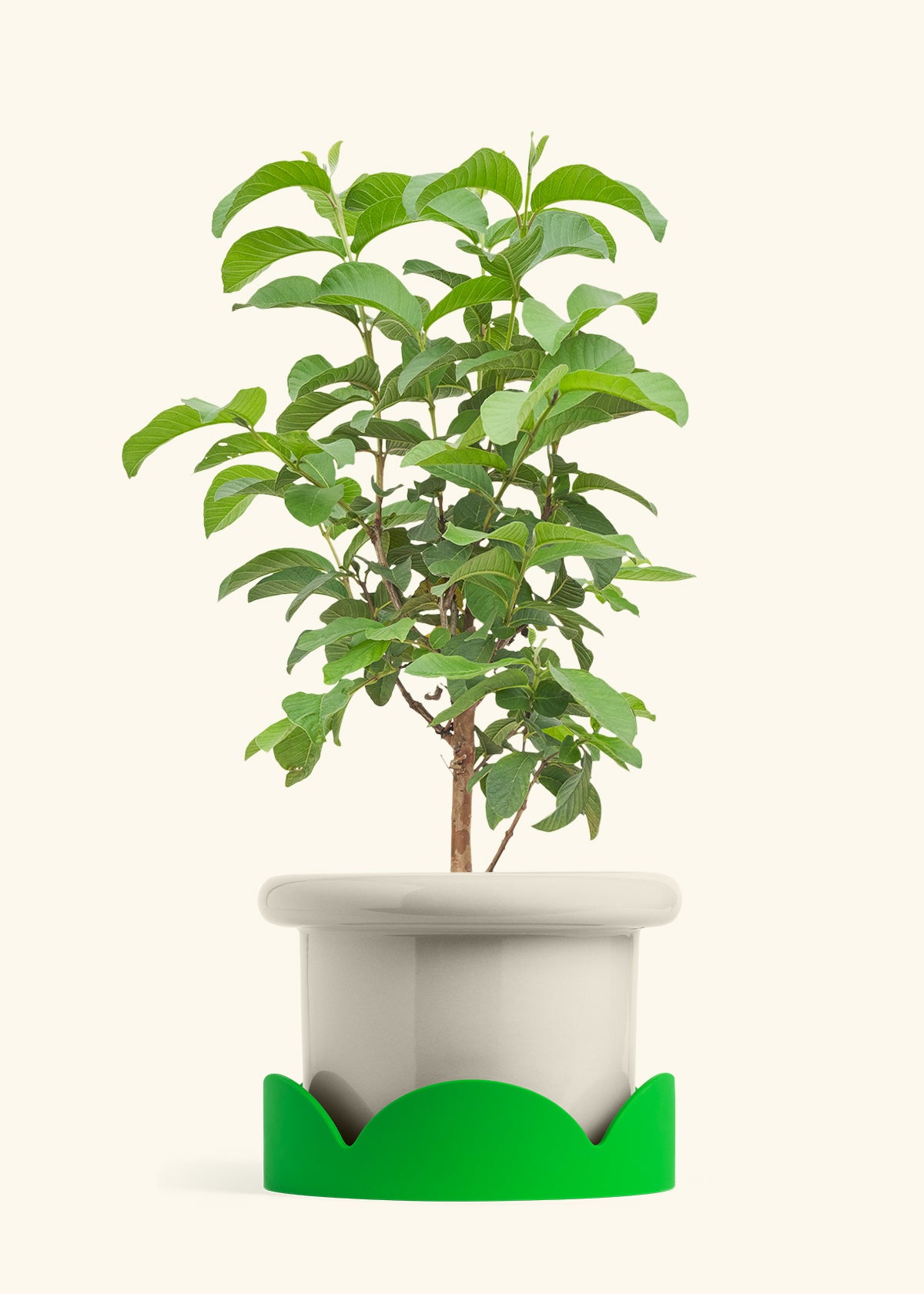 Guava Tree in a 10 inches Fat Lip Oat Planter in a Shamrock Petal Drip Tray