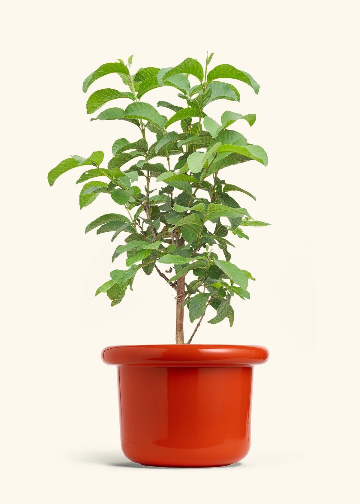 Guava Tree in a 10 inches Fat Lip Red Planter 