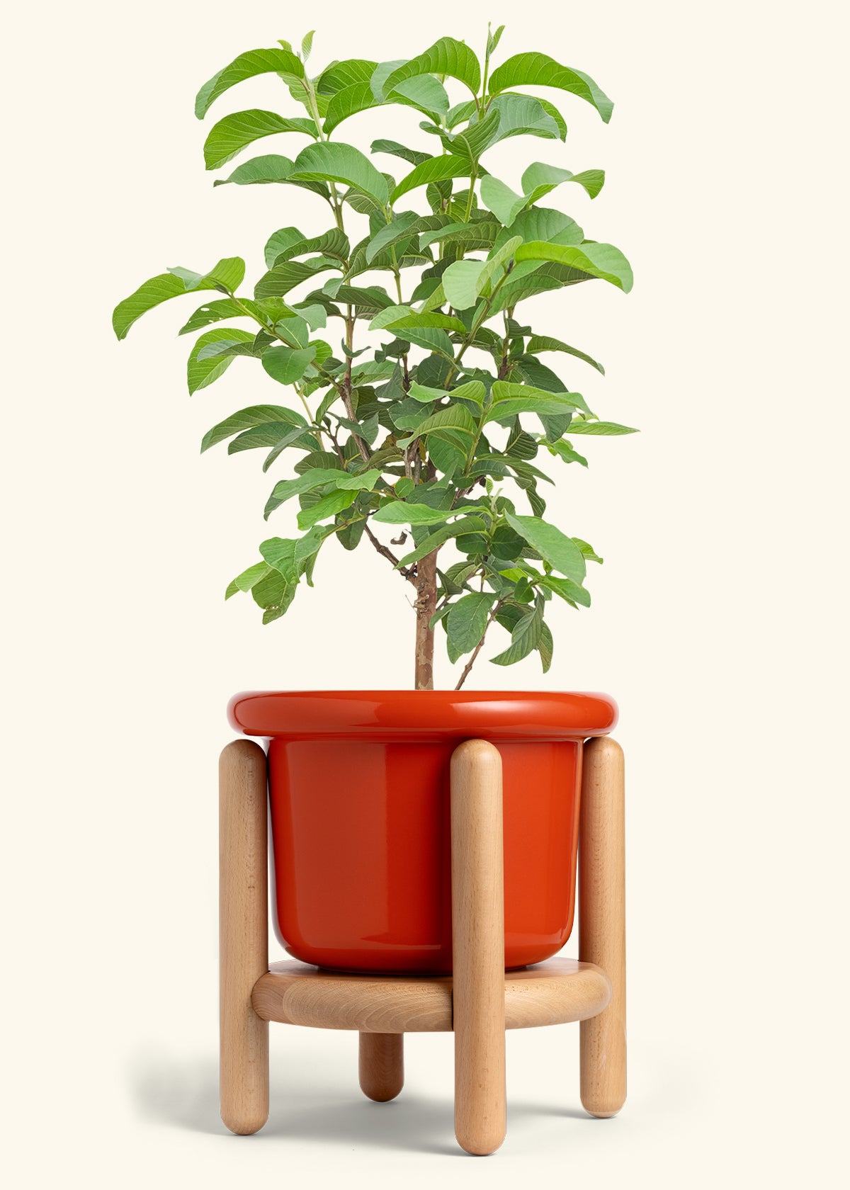 Guava Tree in a 10 inches Fat Lip Red Planter in a Beech Wood Stand