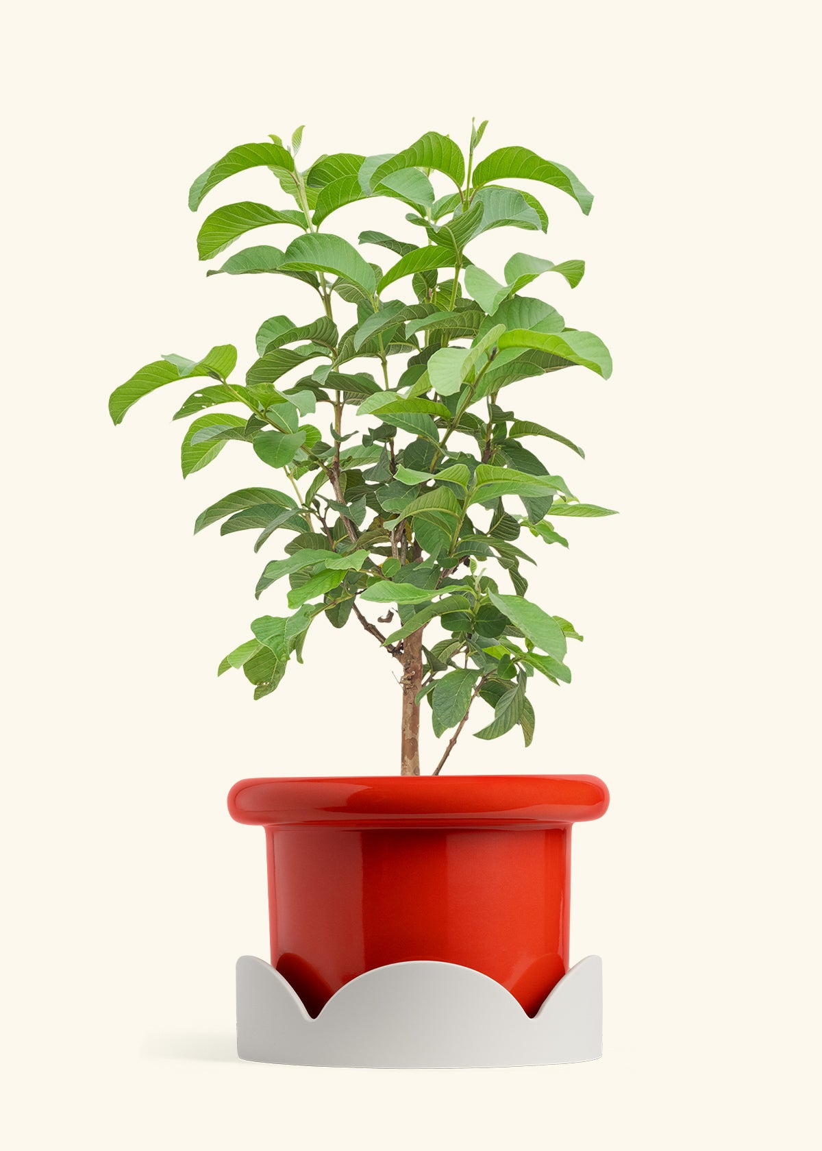 Guava Tree in a 10 inches Fat Lip Red Planter in a Oat Petal Drip Tray