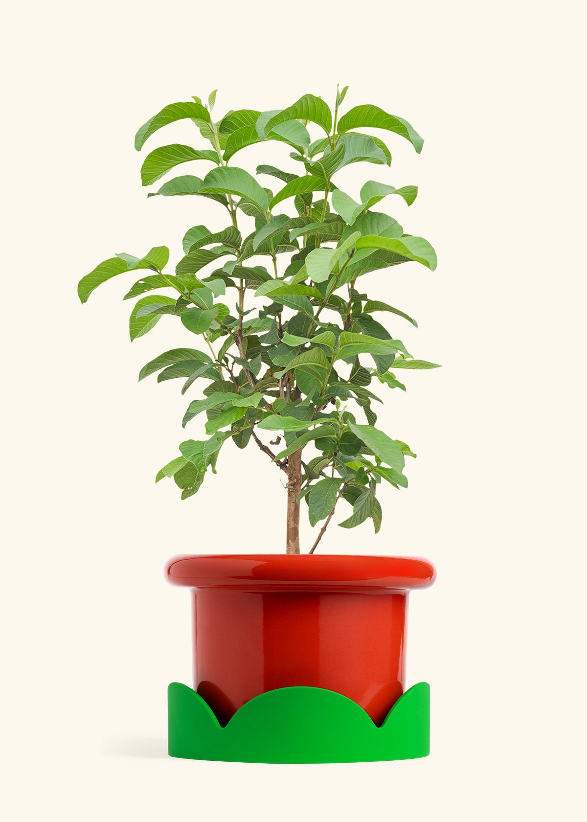 Guava Tree in a 10 inches Fat Lip Red Planter in a Shamrock Petal Drip Tray