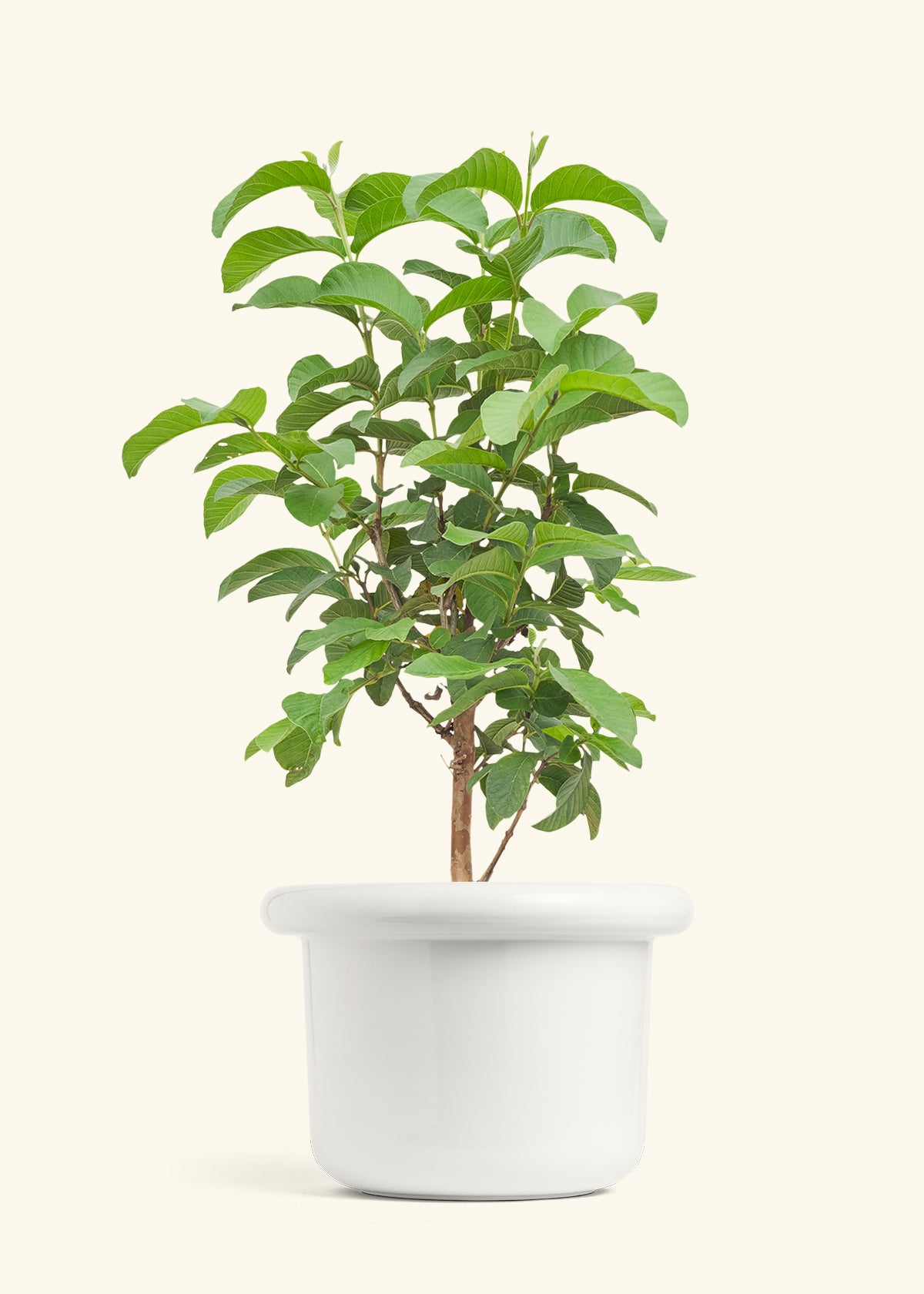Guava Tree in a 10 inches Fat Lip White Planter 