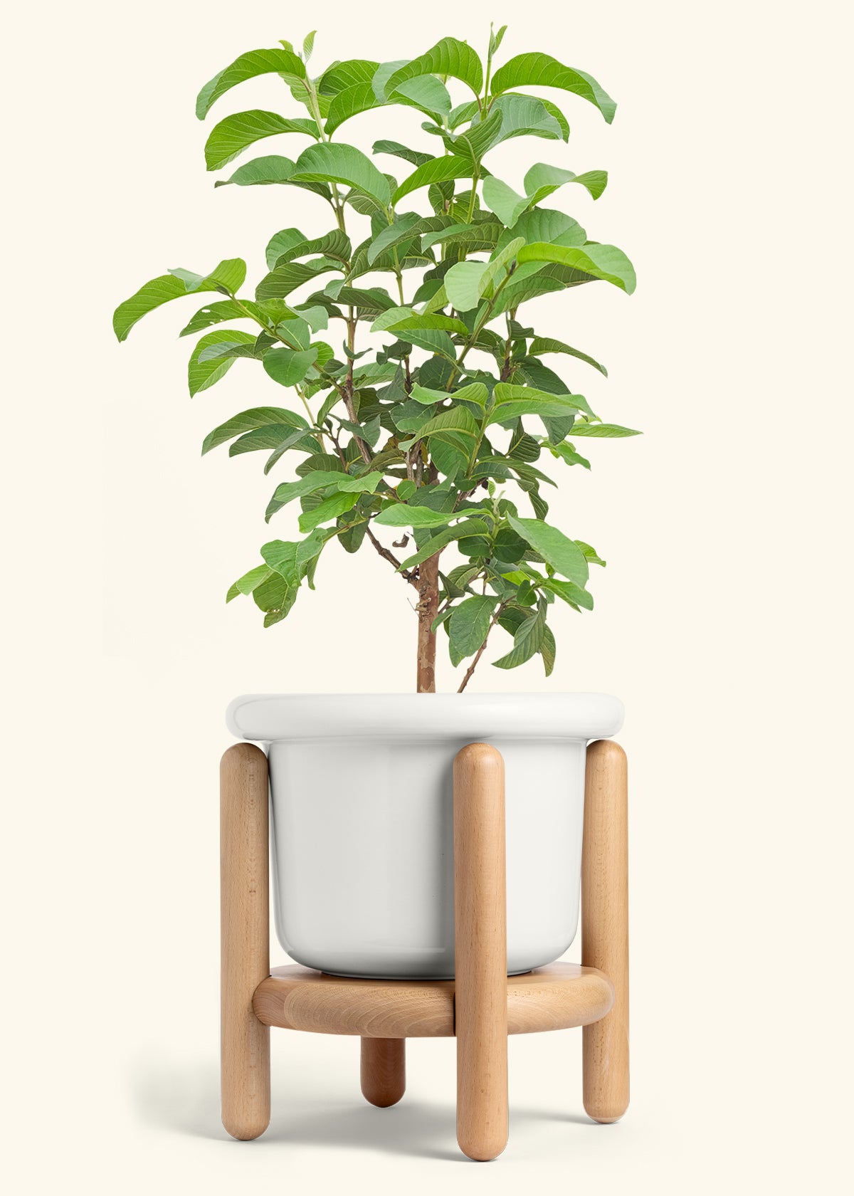 Guava Tree in a 10 inches Fat Lip White Planter in a Beech Wood Stand
