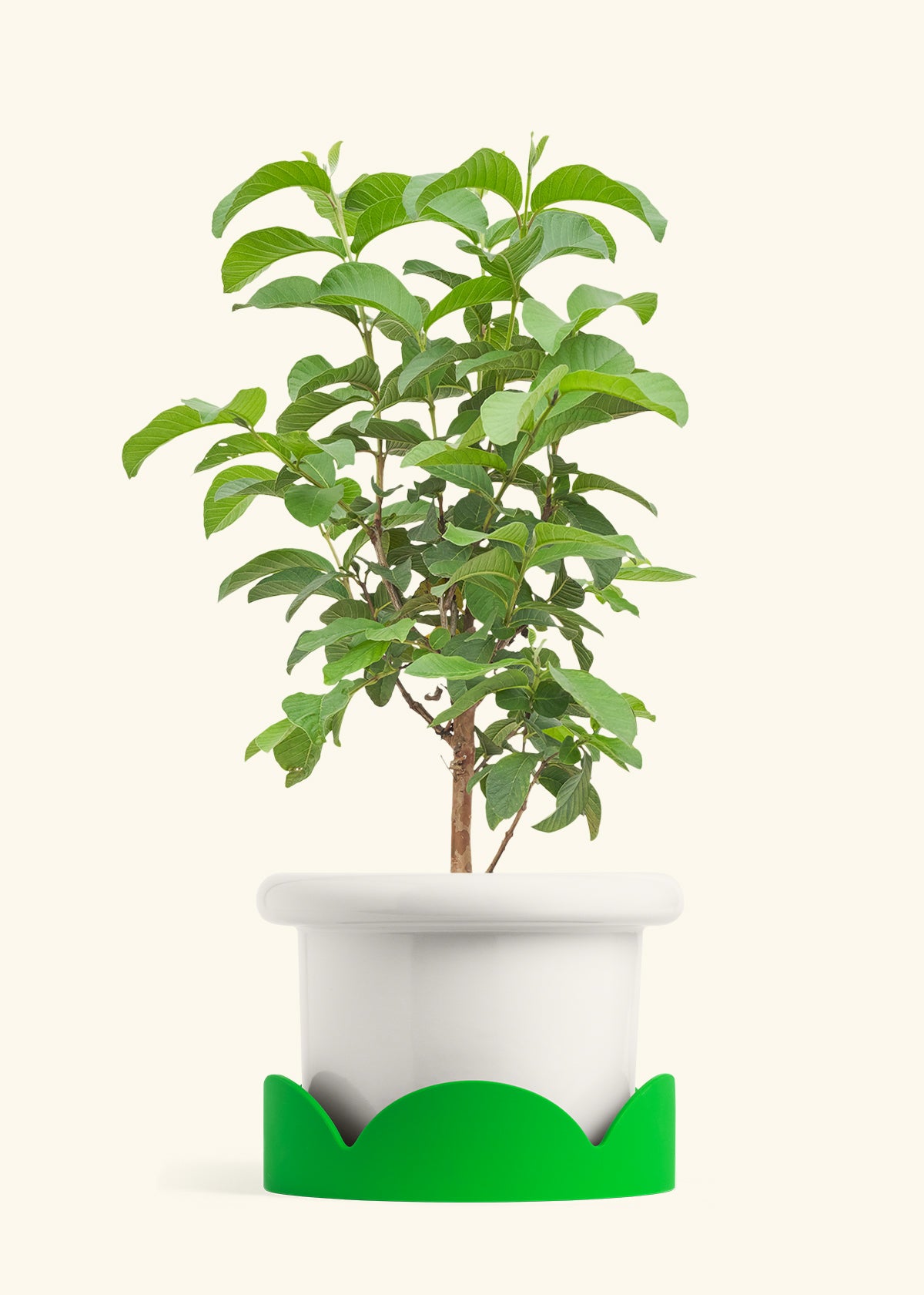 Guava Tree in a 10 inches Fat Lip White Planter in a Shamrock Petal Drip Tray