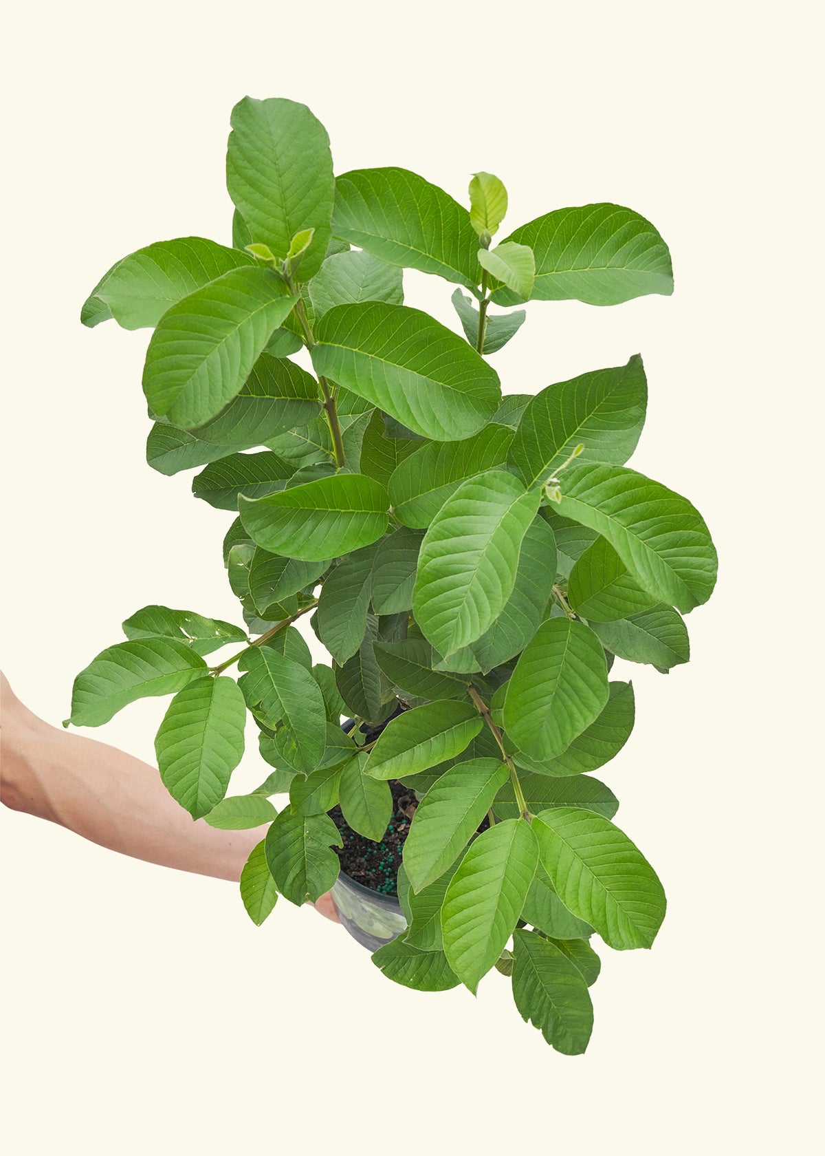 Medium Guava Tree (Psidium guajava) in a grow pot.