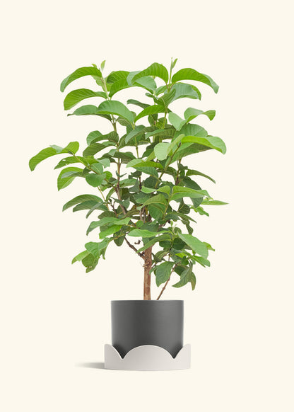 Guava Tree in a 7 inches Charcoal Classic Cylinder Planter in a Oat Petal Drip Tray