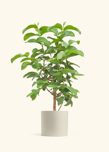 Guava Tree in a 7 inches Oat Classic Cylinder Planter 