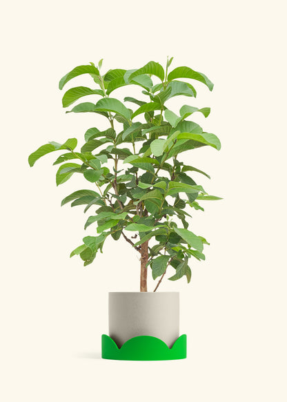 Guava Tree in a 7 inches Oat Classic Cylinder Planter in a Shamrock Petal Drip Tray