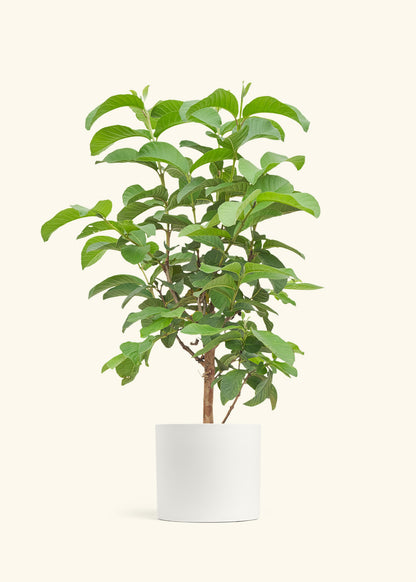 Guava Tree in a 7 inches White Classic Cylinder Planter 