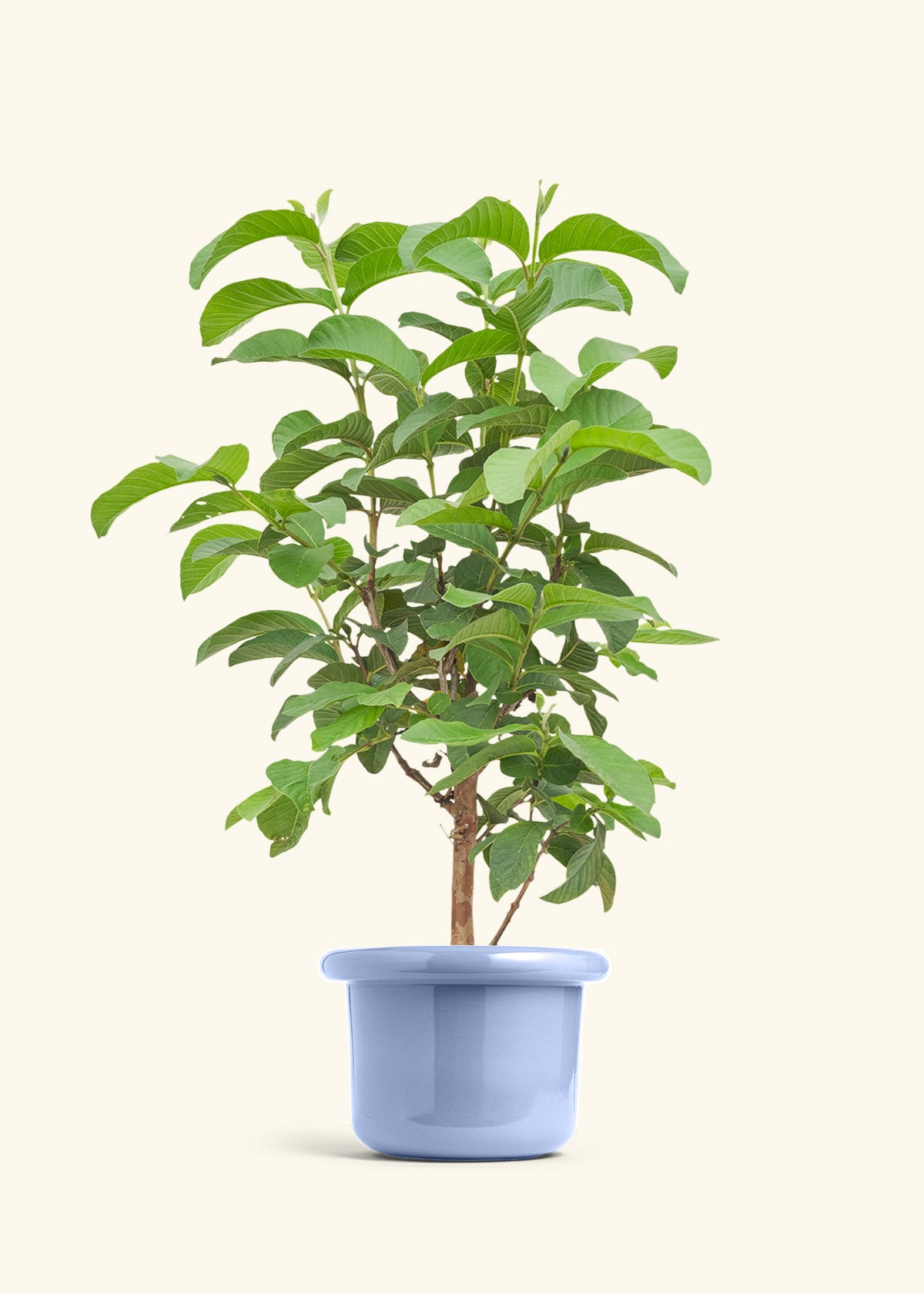 Guava Tree in a 7 inches Fat Lip Blue Planter 