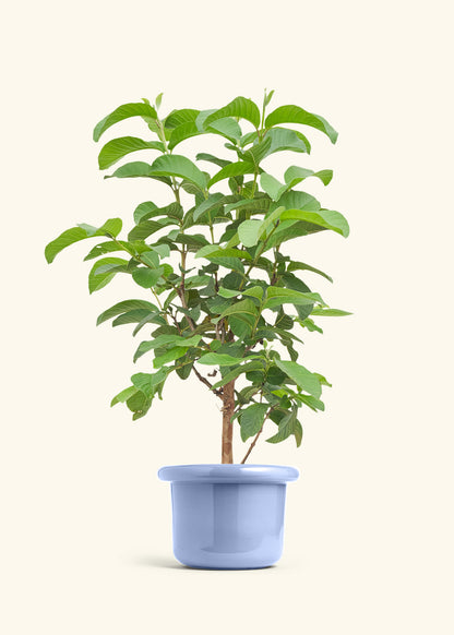 Guava Tree in a 7 inches Fat Lip Blue Planter 
