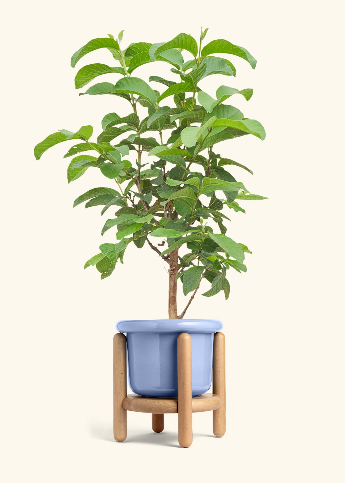 Guava Tree in a 7 inches Fat Lip Blue Planter in a Beech Wood Stand