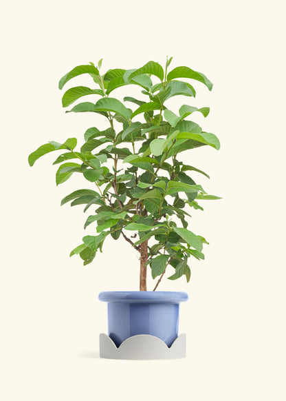 Guava Tree in a 7 inches Fat Lip Blue Planter in a Oat Petal Drip Tray