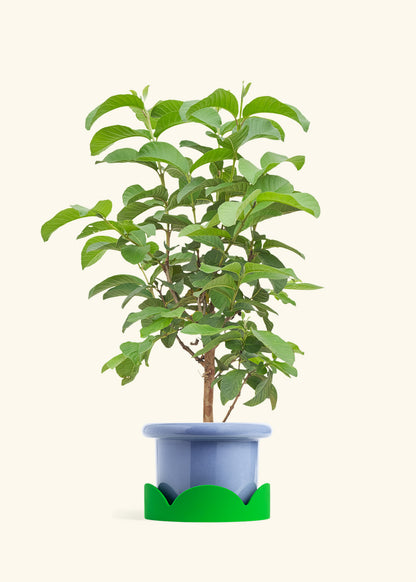 Guava Tree in a 7 inches Fat Lip Blue Planter in a Shamrock Petal Drip Tray