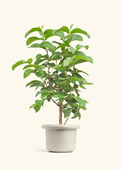 Guava Tree in a 7 inches Fat Lip Oat Planter 
