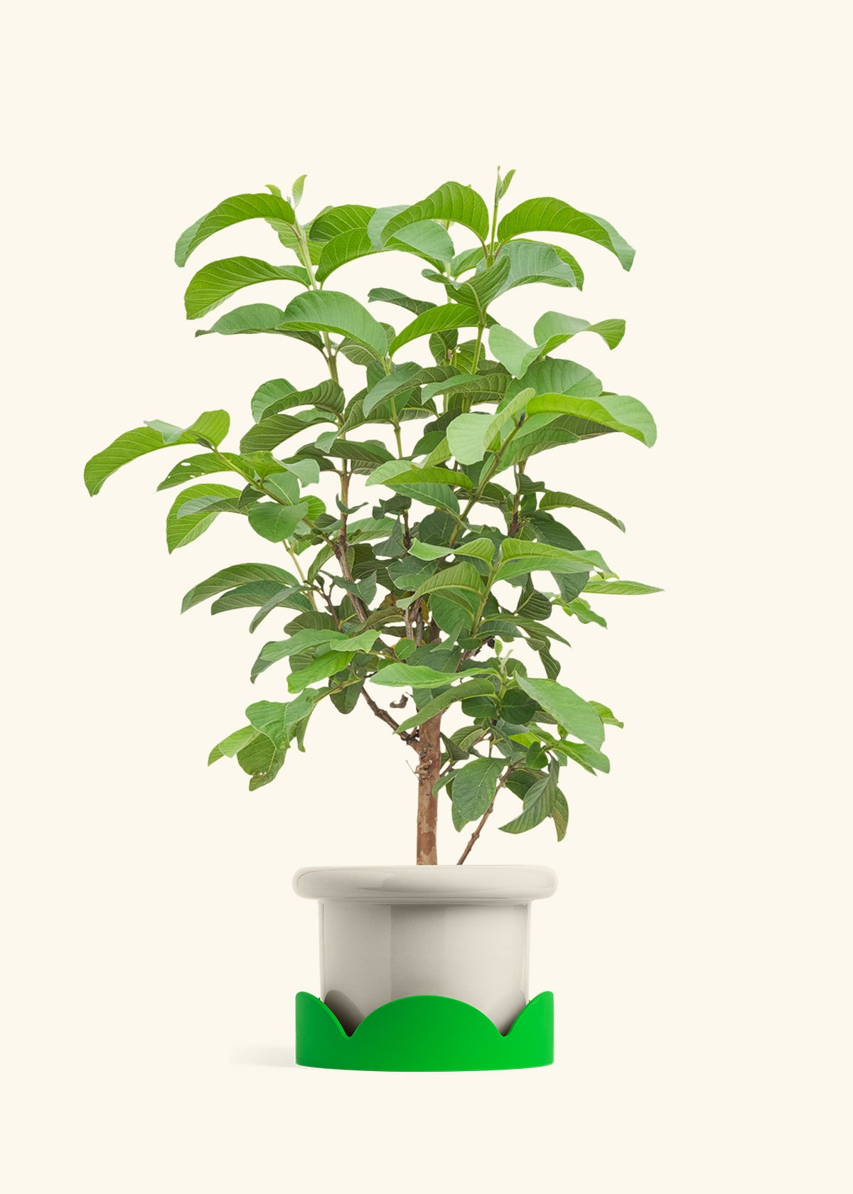 Guava Tree in a 7 inches Fat Lip Oat Planter in a Shamrock Petal Drip Tray