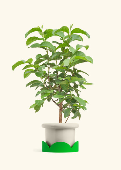 Guava Tree in a 7 inches Fat Lip Oat Planter in a Shamrock Petal Drip Tray
