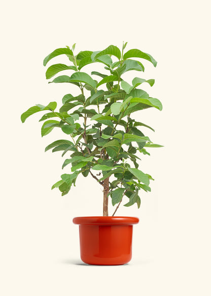 Guava Tree in a 7 inches Fat Lip Red Planter 