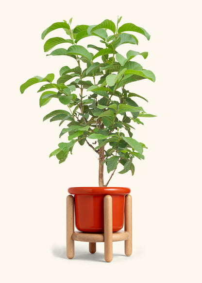 Guava Tree in a 7 inches Fat Lip Red Planter in a Beech Wood Stand