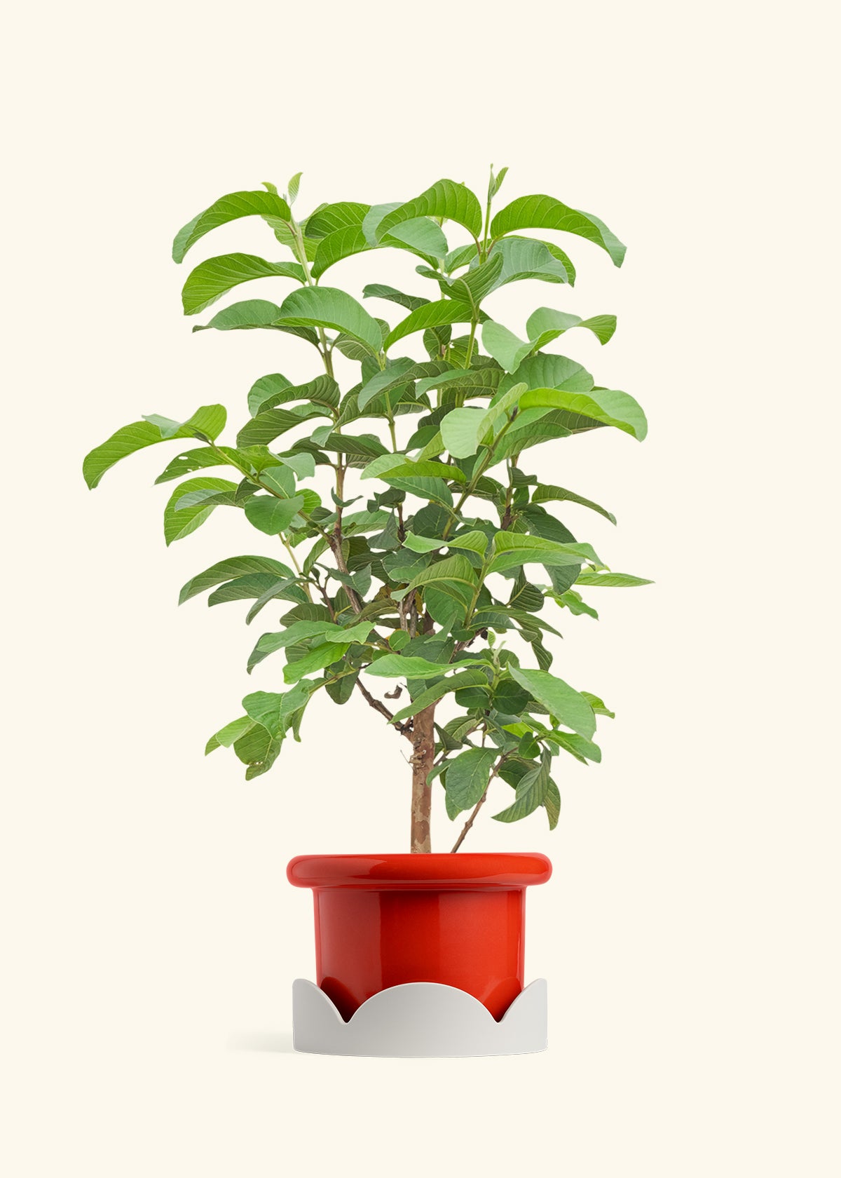 Guava Tree in a 7 inches Fat Lip Red Planter in a Oat Petal Drip Tray