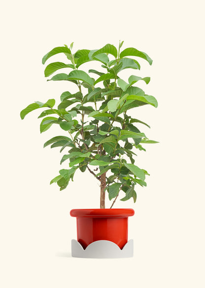 Guava Tree in a 7 inches Fat Lip Red Planter in a Oat Petal Drip Tray