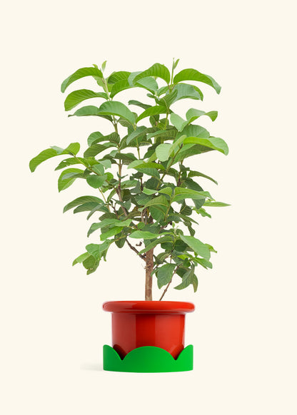 Guava Tree in a 7 inches Fat Lip Red Planter in a Shamrock Petal Drip Tray