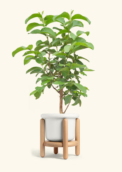 Guava Tree in a 7 inches Fat Lip White Planter in a Beech Wood Stand