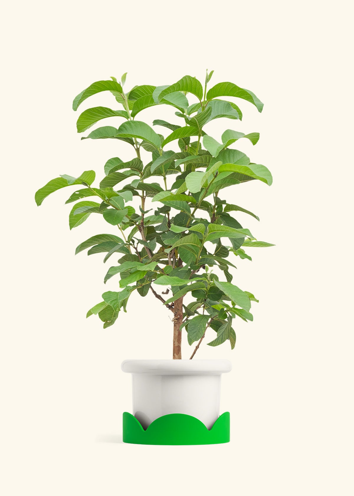 Guava Tree in a 7 inches Fat Lip White Planter in a Shamrock Petal Drip Tray