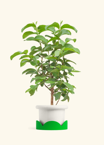 Guava Tree in a 7 inches Fat Lip White Planter in a Shamrock Petal Drip Tray