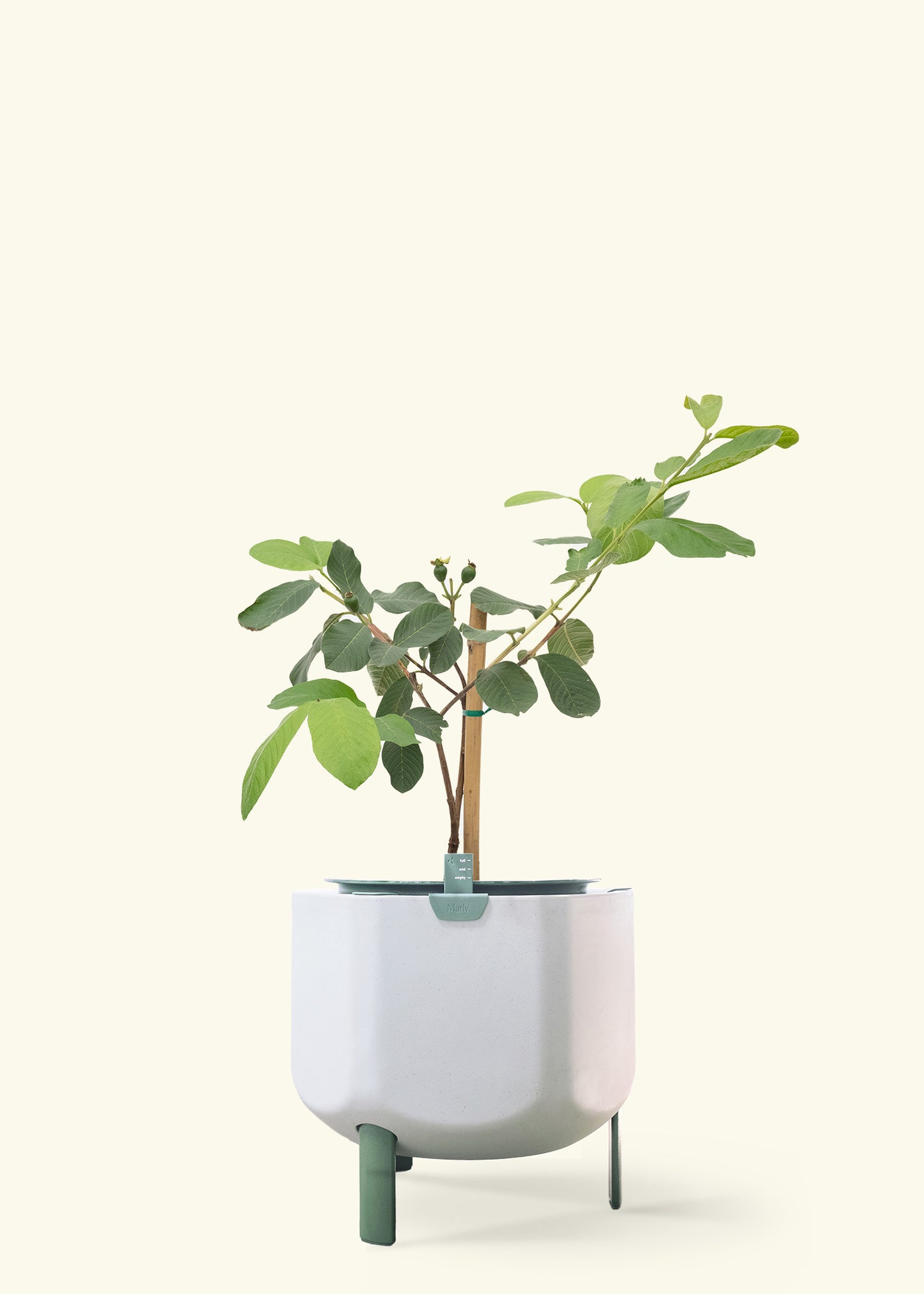 Guava Tree in a 7 inches sage self watering pot