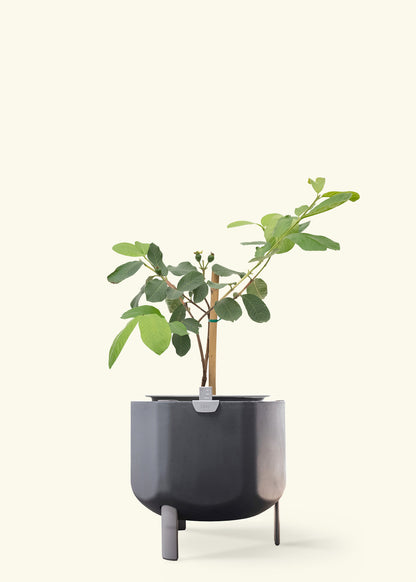 Guava Tree in a 7 inches charcoal self watering pot