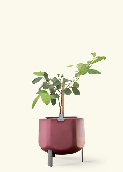 Guava Tree in a 7 inches terracotta self watering pot