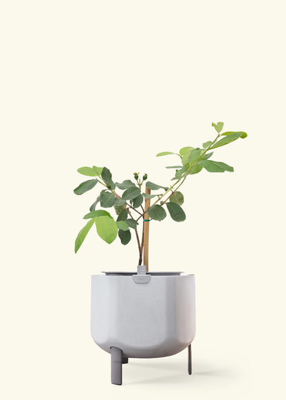 Guava Tree in a 7 inches stone self watering pot