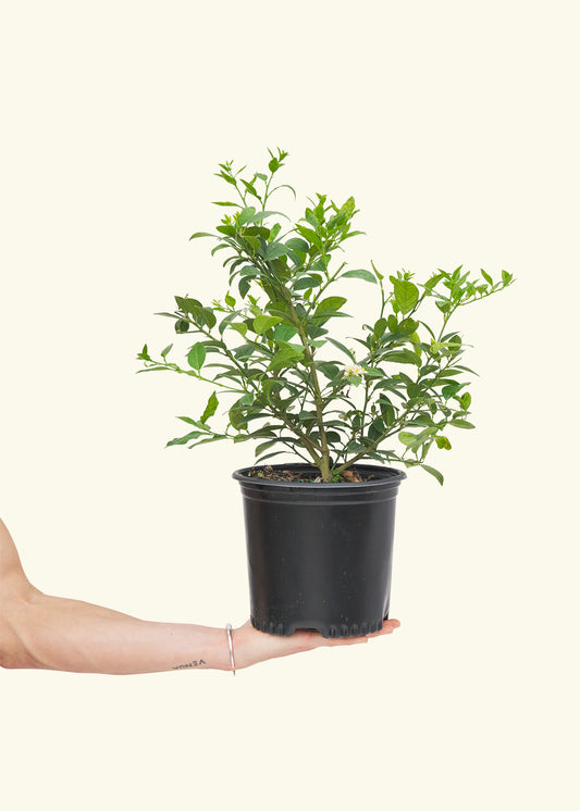 Key Lime Tree, Large in a grow pot