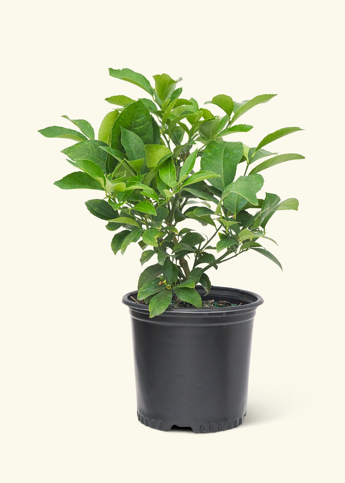 Meyer Lemon Tree