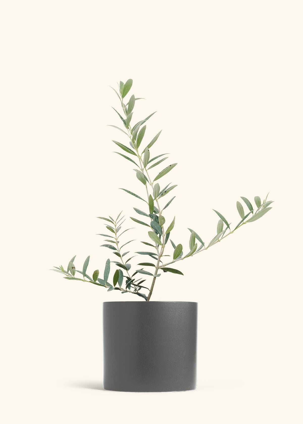 Olive Tree in a 7 inches Charcoal Classic Cylinder Planter 