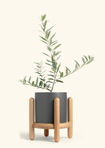 Olive Tree in a 7 inches Charcoal Classic Cylinder Planter in a Beech Wood Stand